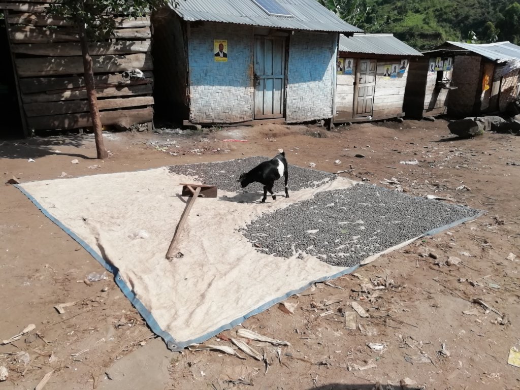 Improve 500 farmers' productivity in Mbata, Uganda