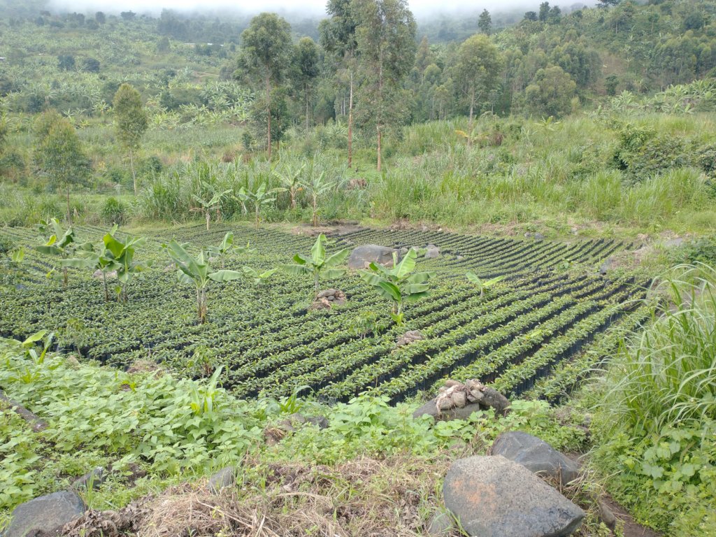 Improve 500 farmers' productivity in Mbata, Uganda