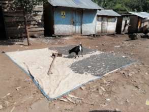 Drying coffee in Mbata