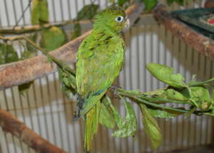 Olive-throated parakeet juvenile