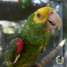 Endangered yellow-headed Amazon parrot