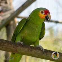 Red-lored Amazon parrot