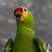 Babe, everyone's favourite BBR Sanctuary bird