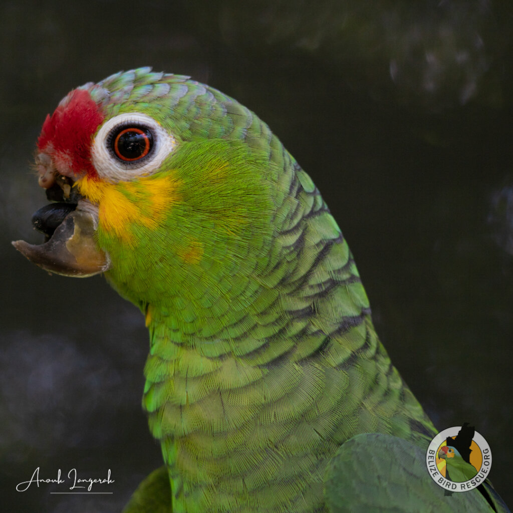 World Parrot Day Appeal