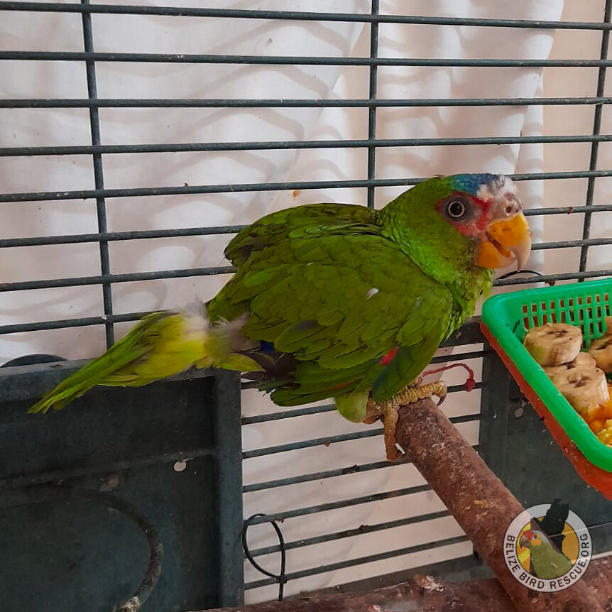 World Parrot Day Appeal