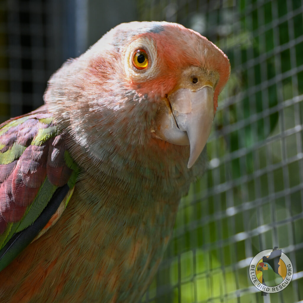World Parrot Day Appeal