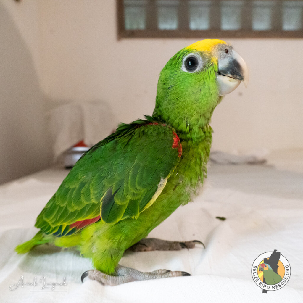 World Parrot Day Appeal