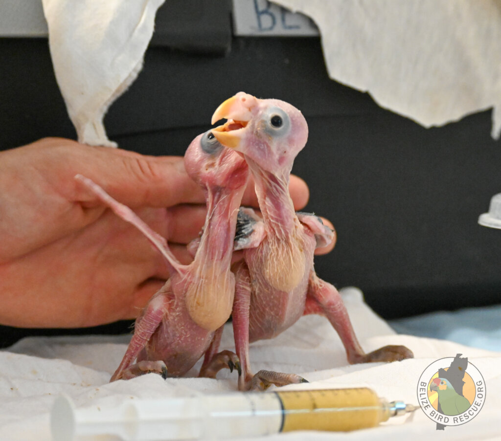 World Parrot Day Appeal