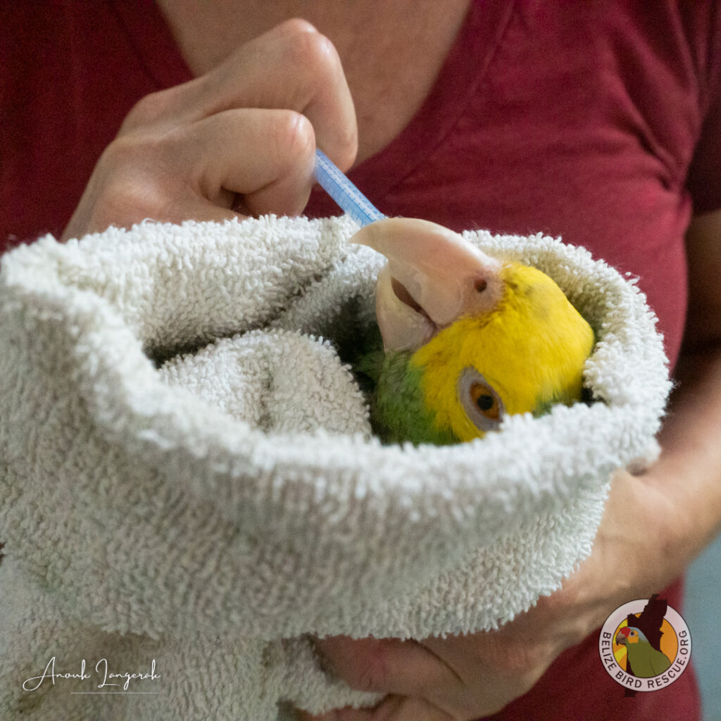 World Parrot Day Appeal