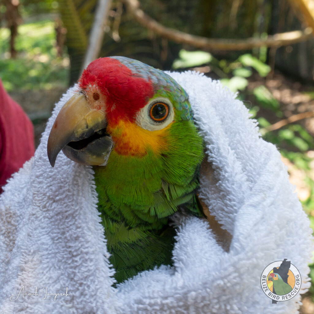 World Parrot Day Appeal