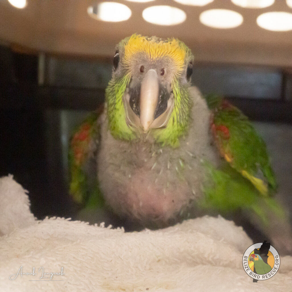 World Parrot Day Appeal