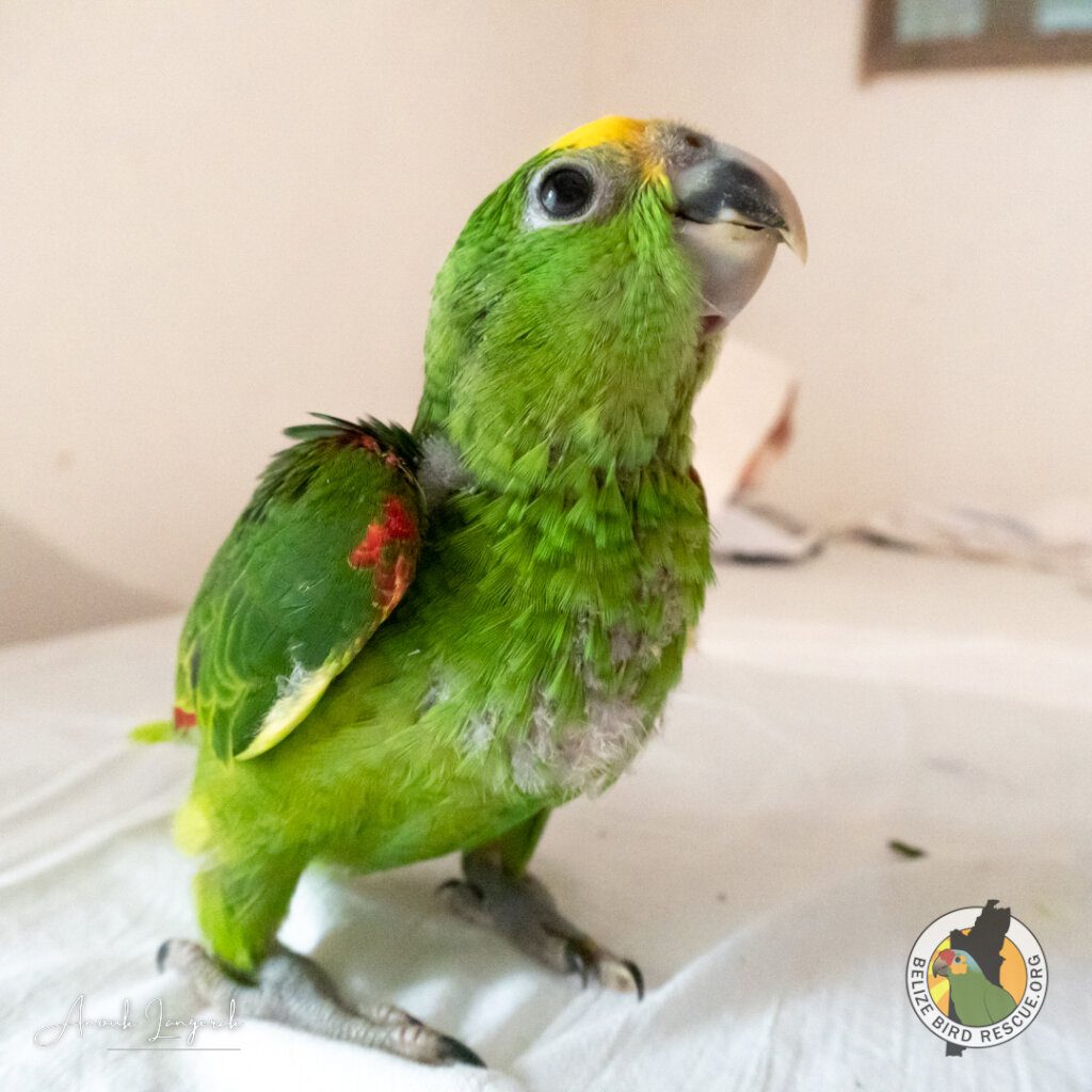 World Parrot Day Appeal