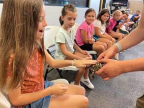Students meeting Vinny, the Eastern Box Turtle