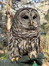 Apollo, the Barred Owl