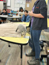 Pumpkin - Virginia Opossum at Program