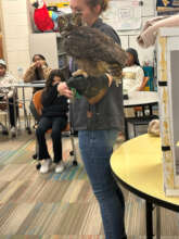 Juniper, the Great-Horned Owl Visiting a Classroom