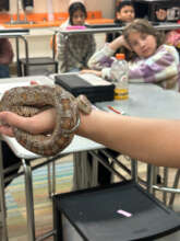 Marble - Corn Snake at Program