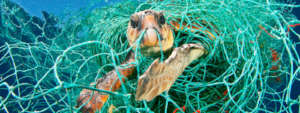 Wildlife in grab of plastic