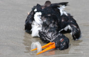SAVE PLANET EARTH - TIDE TURNERS