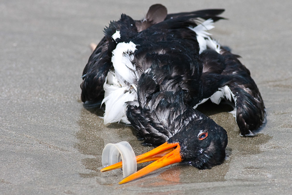 SAVE PLANET EARTH - TIDE TURNERS