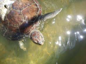 Green turtle in rehab at Wildtracks
