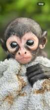 Raine - our youngest spider monkey in rehab