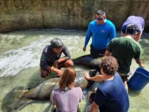 Building capacity for understanding manatee rehab