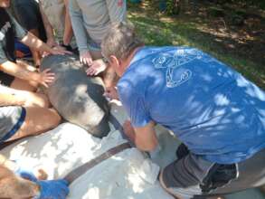 Preparing to insert a manatee PIT tag