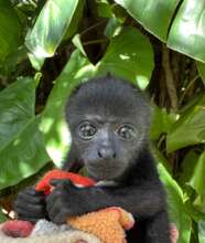 Midge - our newest howler monkey (A. Huotari)