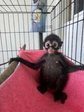Raine...now old enough to have a hammock! (Photo:
