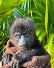 'Sprout' - Our youngest Nursery monkey