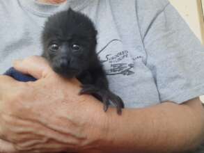 Sprout - our newest orphaned arrival
