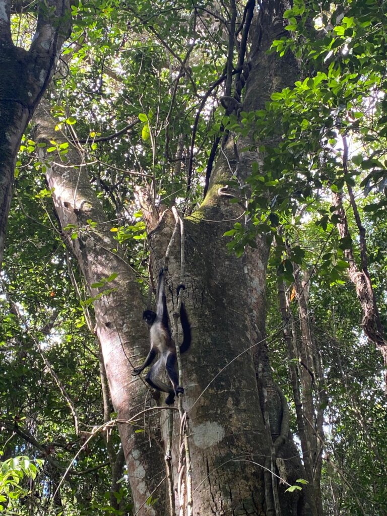 Spider monkeys meet freedom