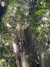 Spider monkeys meet freedom