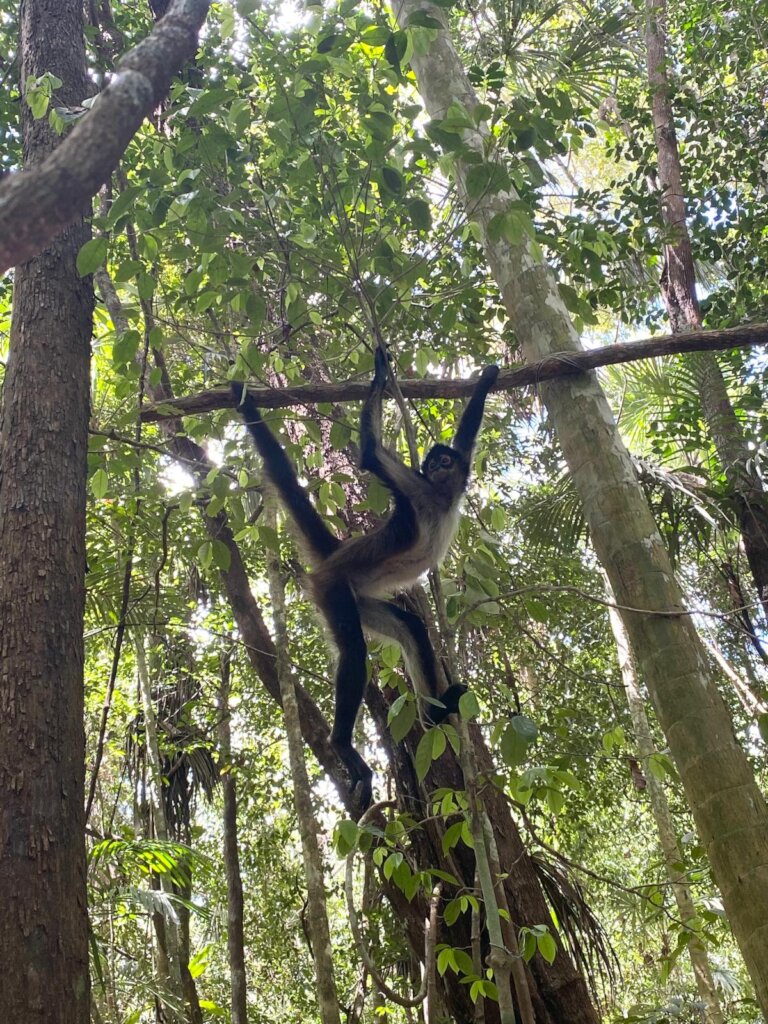 Spider monkeys meet freedom