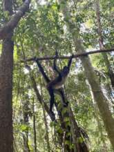 Spider monkeys meet freedom