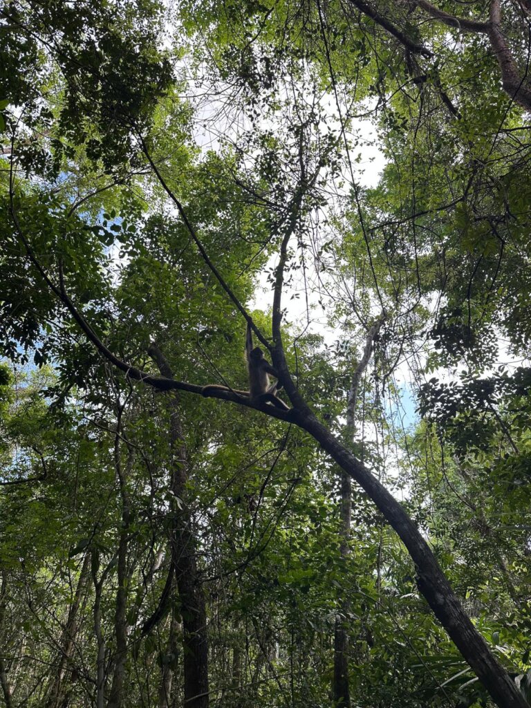 Keeping the 'Wild' in 'Wildlife'