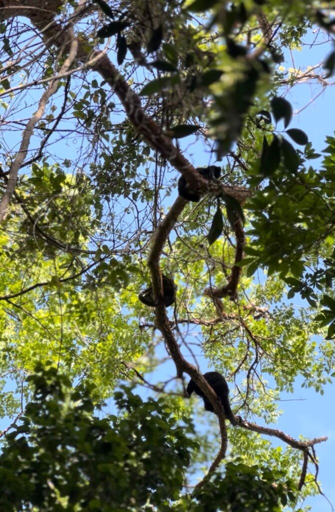 Howler monkeys return to the forest