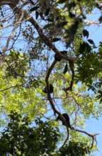 Howler monkeys return to the forest