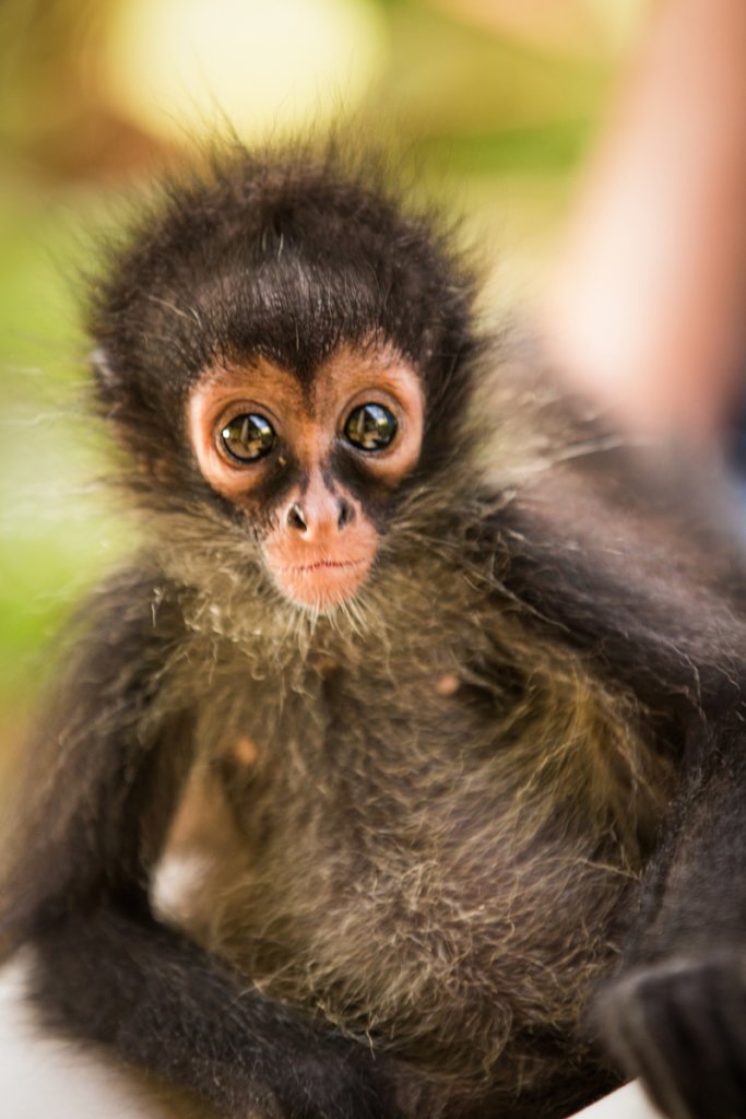 Saving manatees and monkeys in Belize