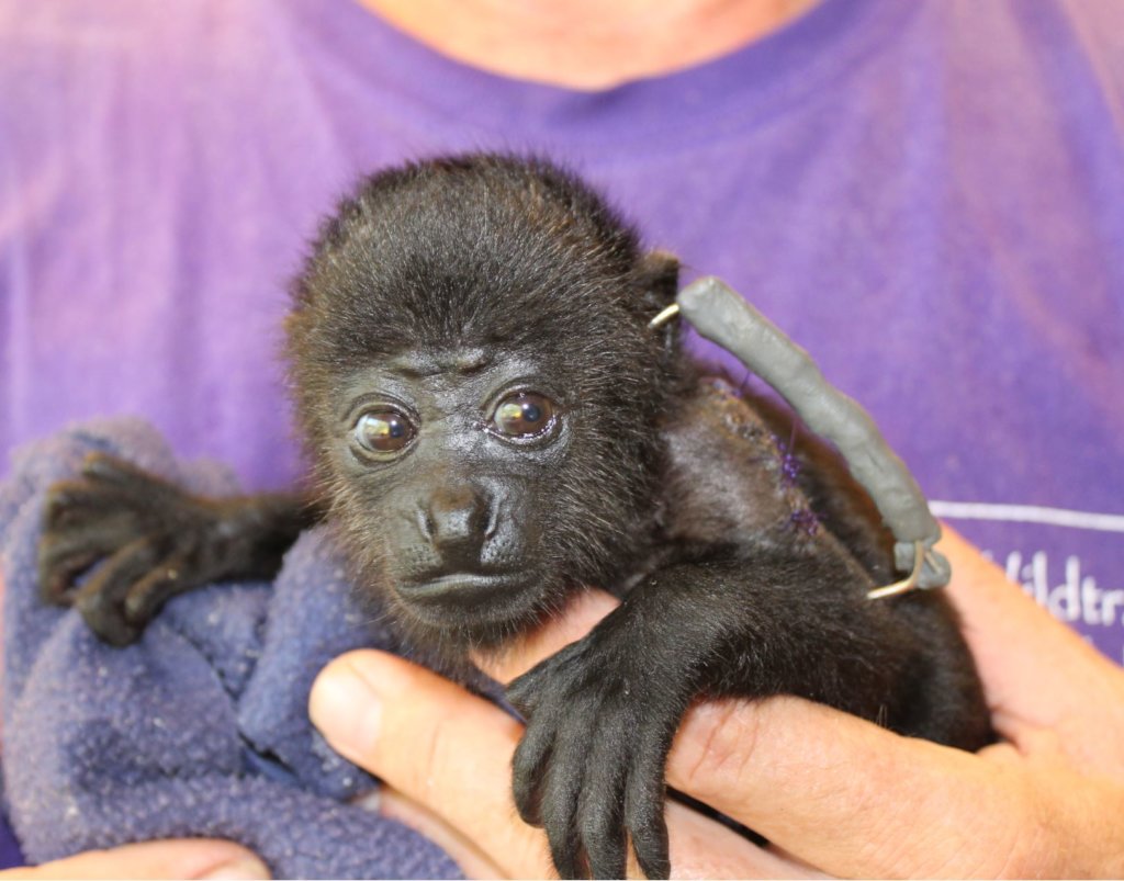 Saving manatees and monkeys in Belize