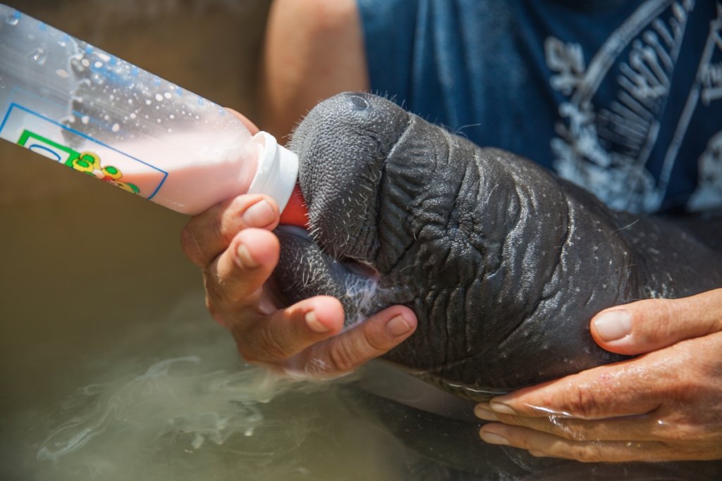 Nurturing young life..intensive care for manatees
