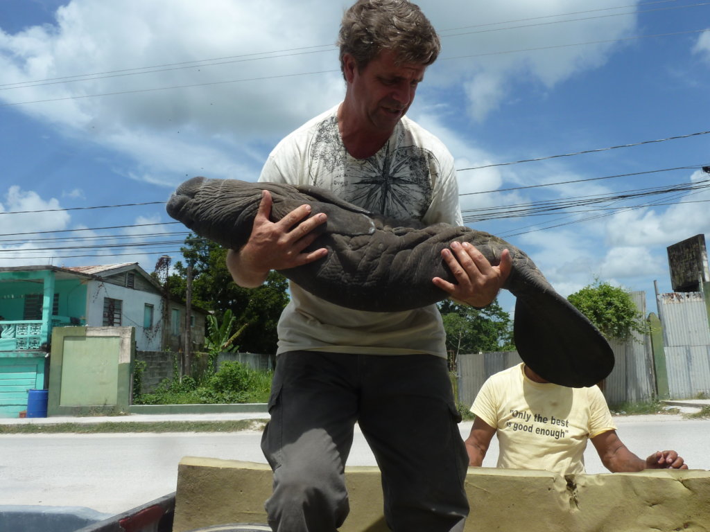 Saving manatees and monkeys in Belize