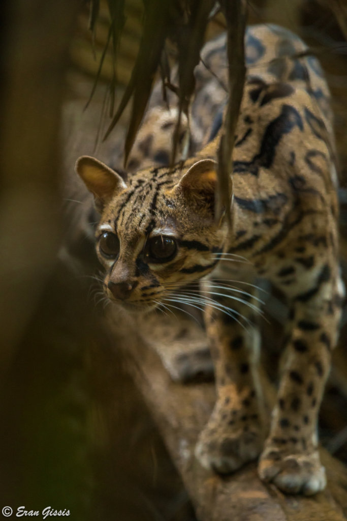 Diego...the ultimate jungle cat!