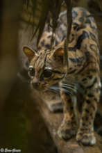 Diego...the ultimate jungle cat!