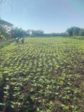 Talandira Women's Farm