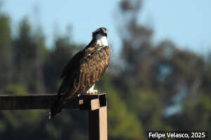 Osprey at Lake Tota