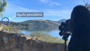 Osprey 150 meters away