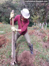 Edible forest being planted