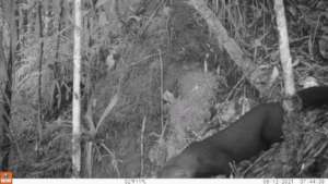 cameratrap 12.8.2021_ Tayra_ la hondura